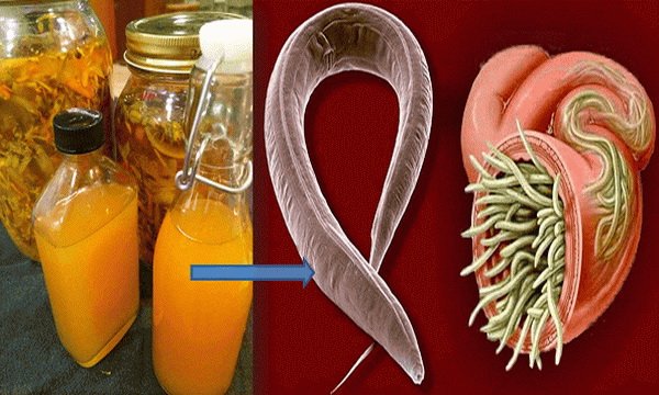 Kill Any Infections Of Your Body With This Powerful ...