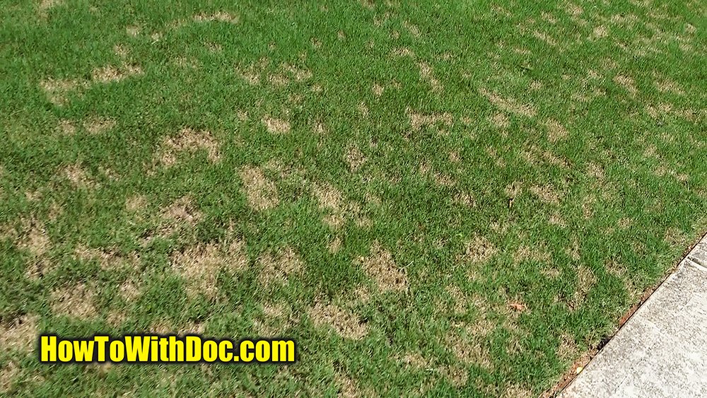 Kill Lawn Fungus and Stop Lawn Disease Bermuda Grass Care