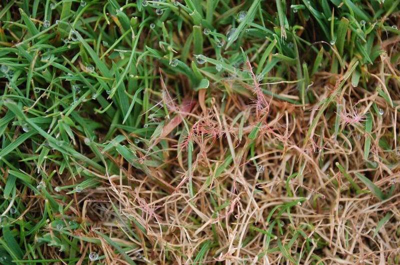 Lawn Diseases and Fungal Attacks