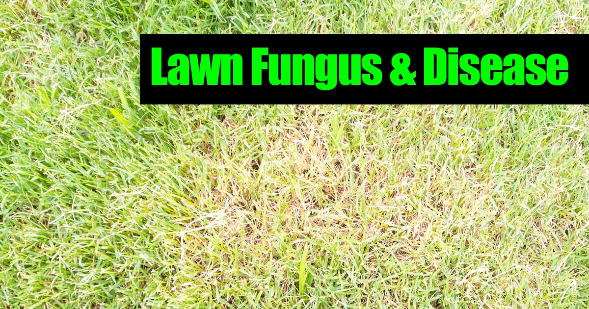 Lawn Fungus