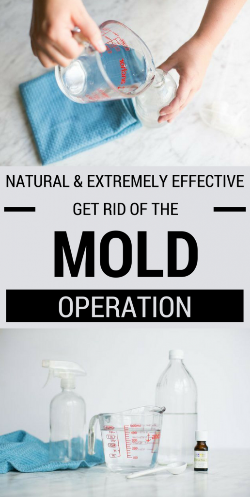 Natural And Extremely Effective Get Rid Of The Mold Operation ...