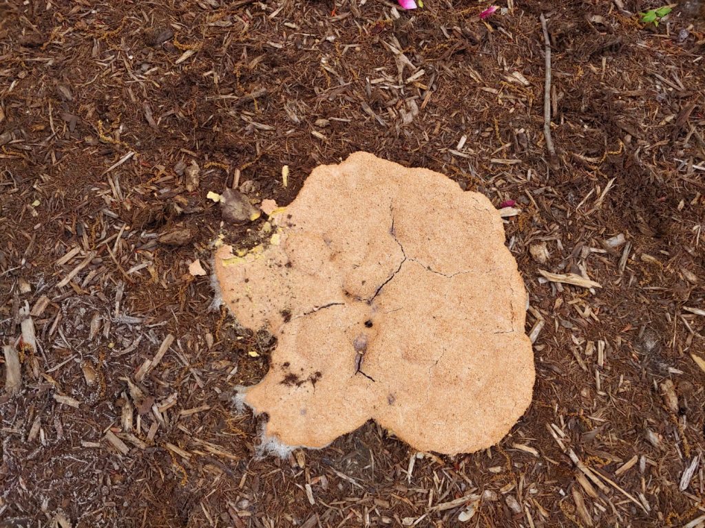 Slime Mold on Mulch