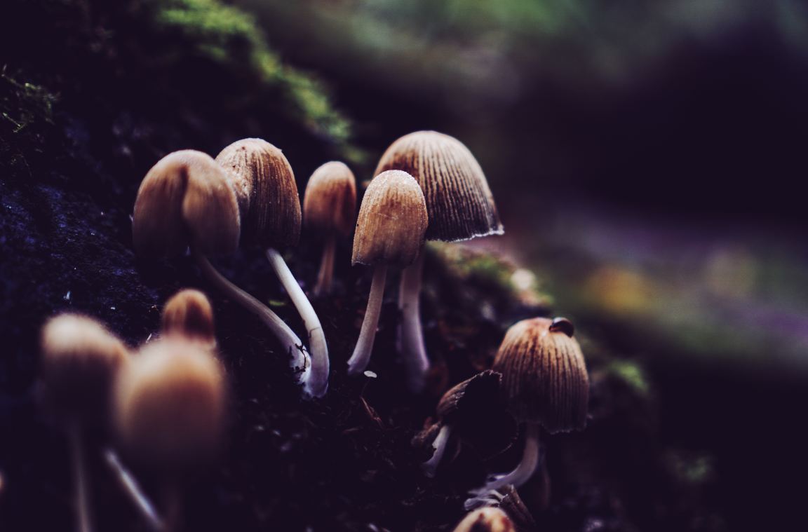 The good, the bad, and the fungi