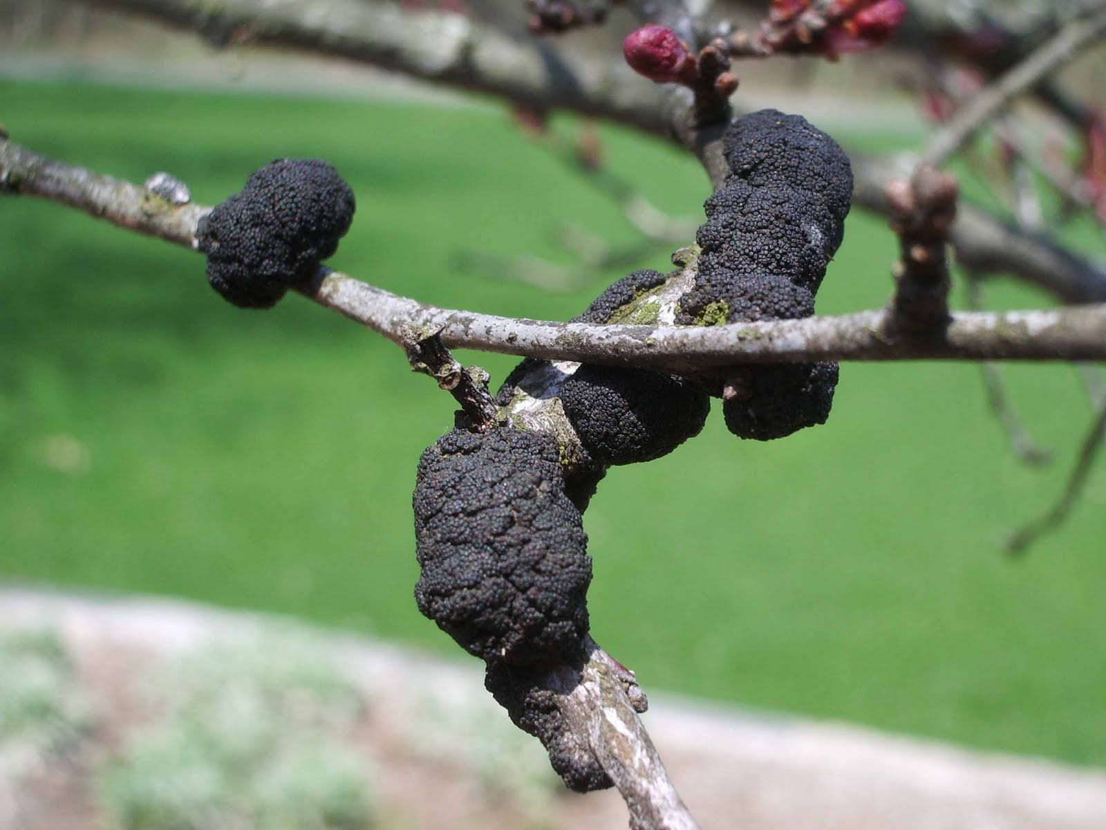The Problem Of Black Knot Fungus And Fruit Trees