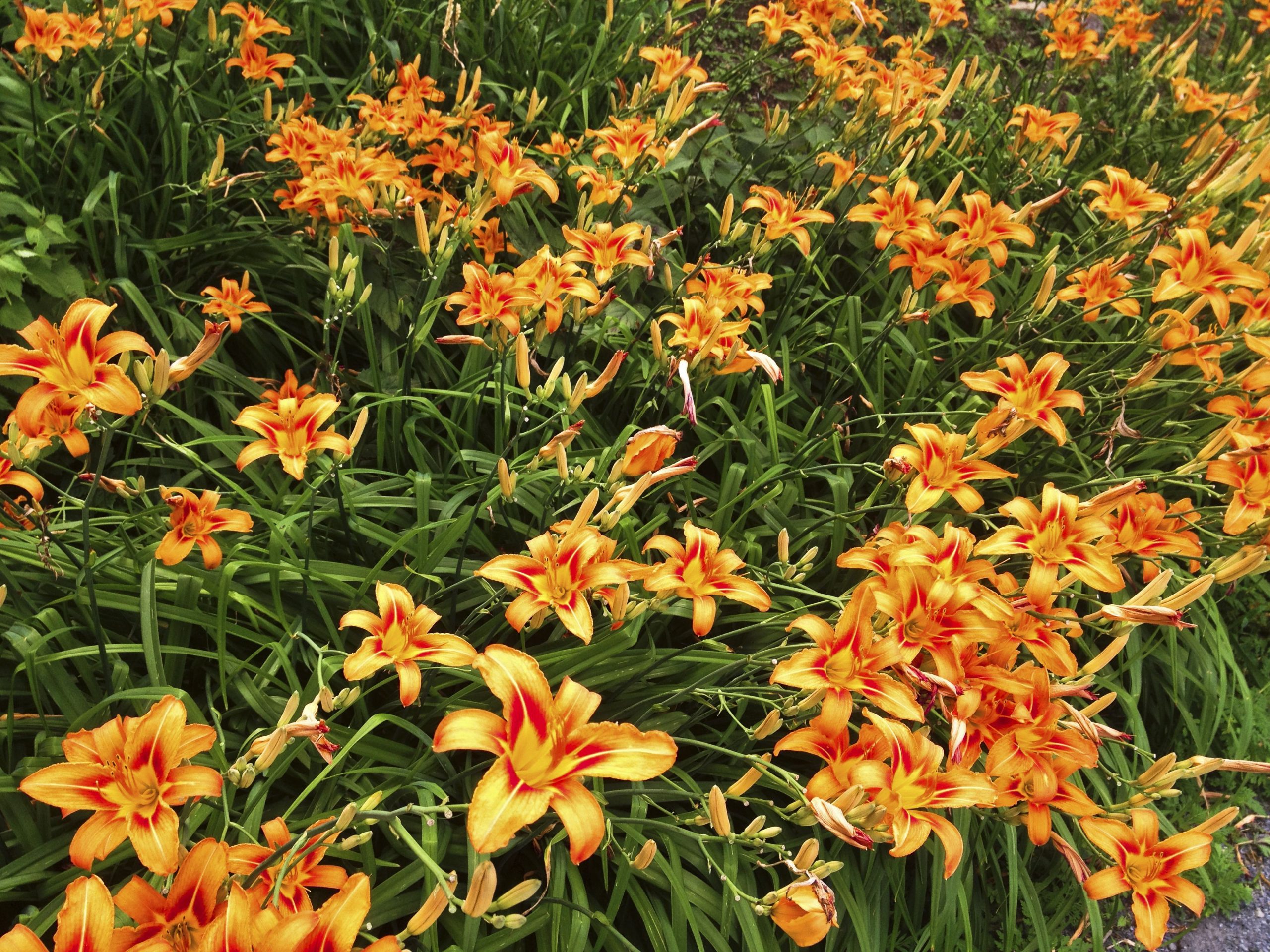This Simple Method Will Increase Your Daylily Collection ...