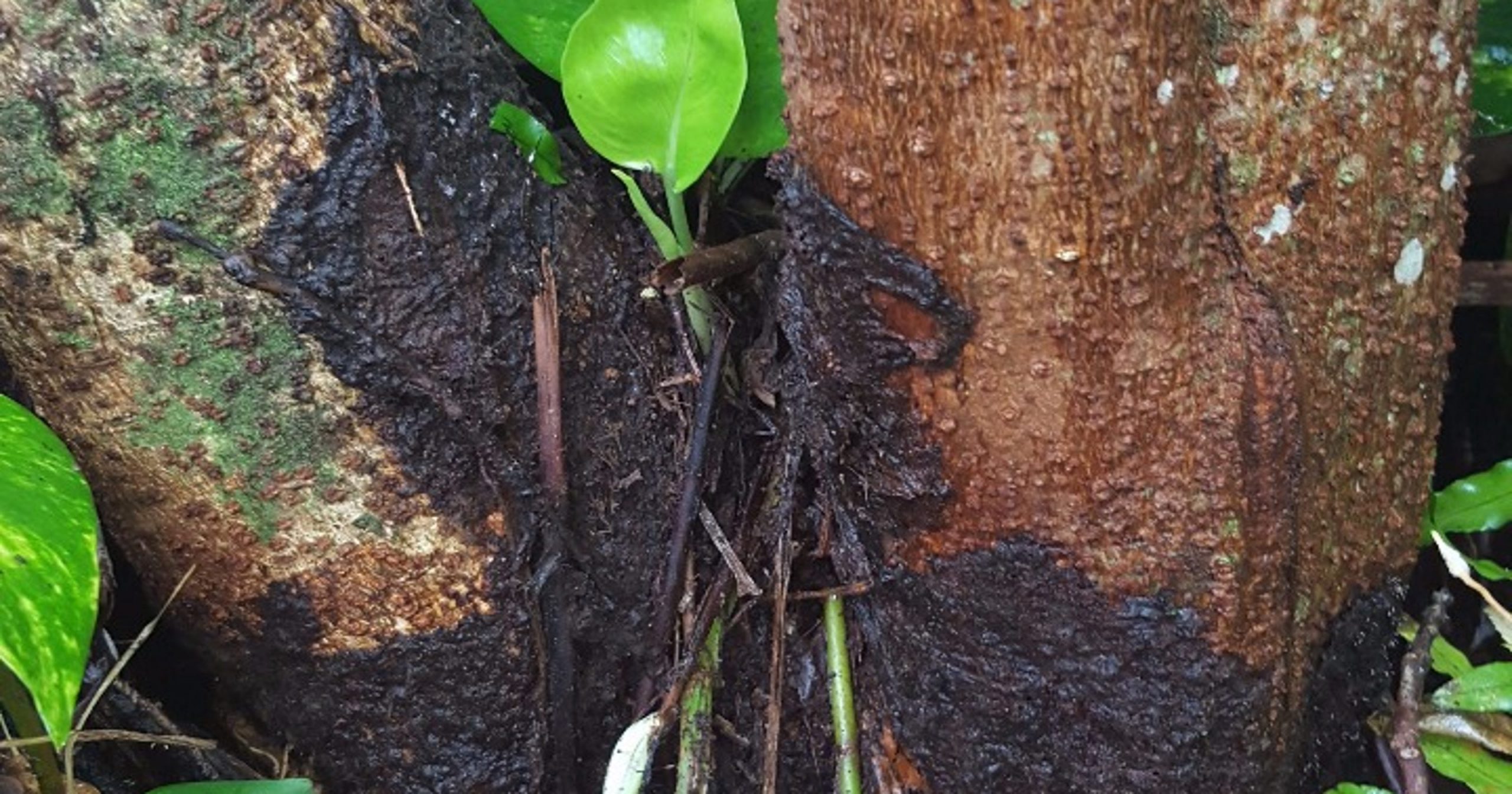 Tree killer fungus on Guam