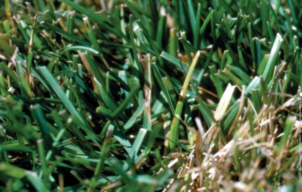 What Does Grass Fungus (Disease) Look Like?