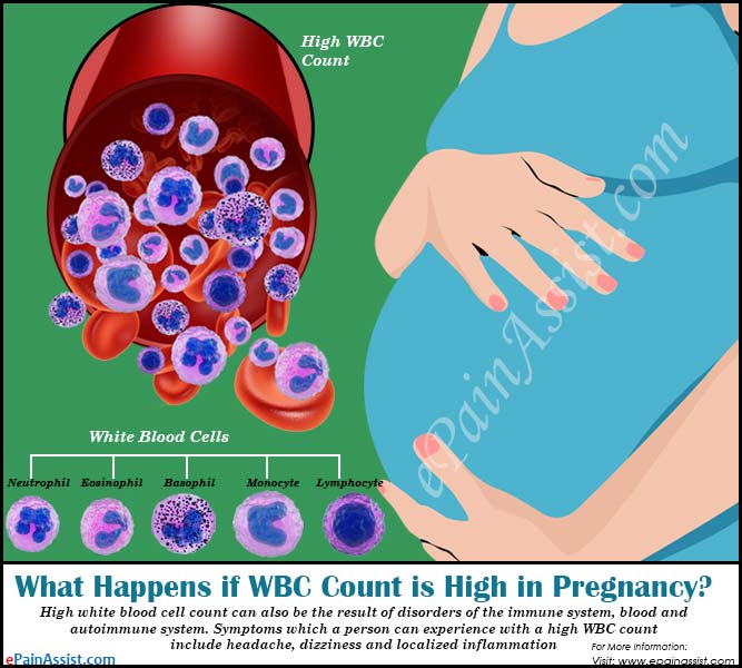 What Happens if WBC Count is High in Pregnancy?