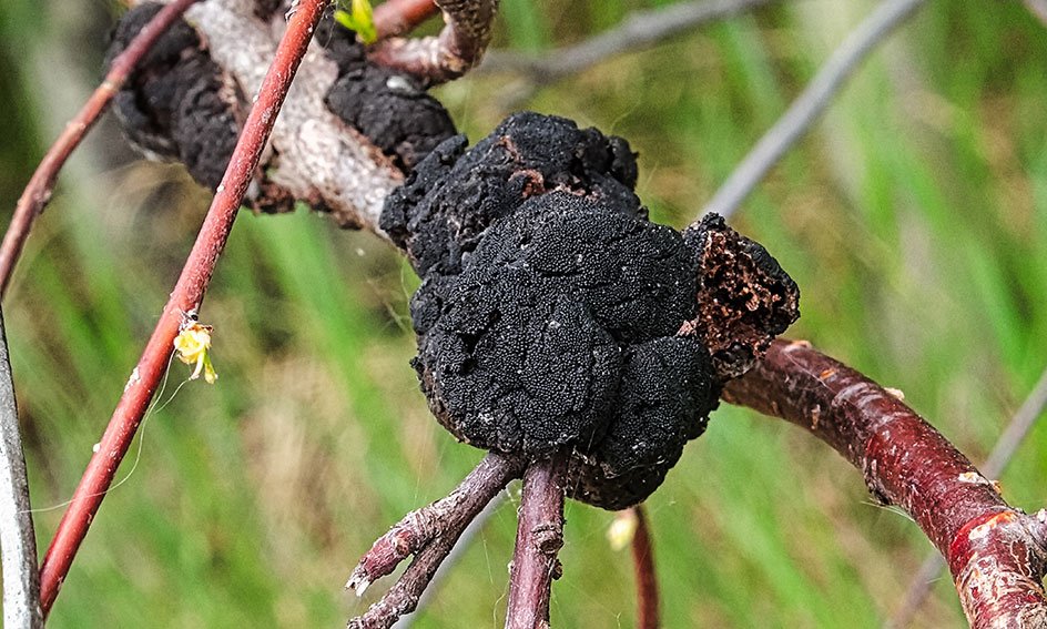 What is Black Knot Fungus?
