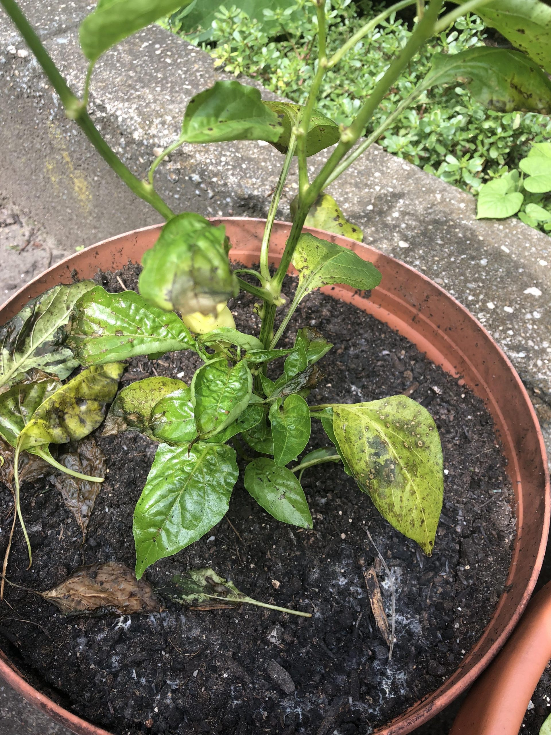 Whats going on with this poor pepper plant? Seems like a white mold on ...