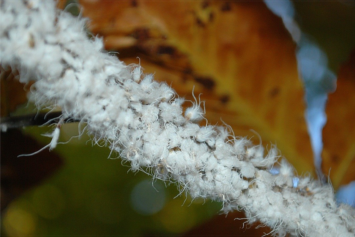white fungus (?) on apple tree roots