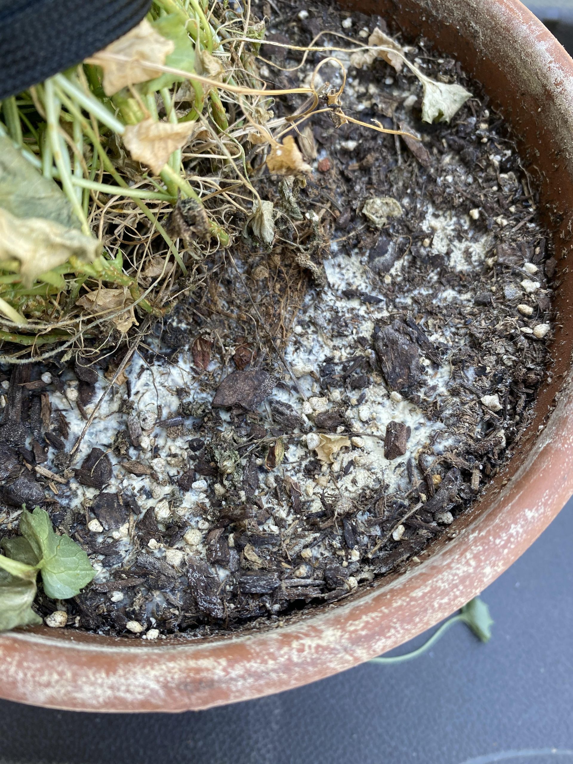 White mold on top soil, how do I get rid of it? : plantclinic