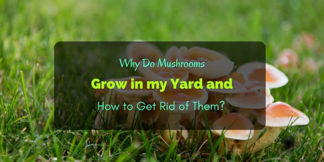Why Do Mushrooms Grow in my Yard and How to Get Rid of Them?