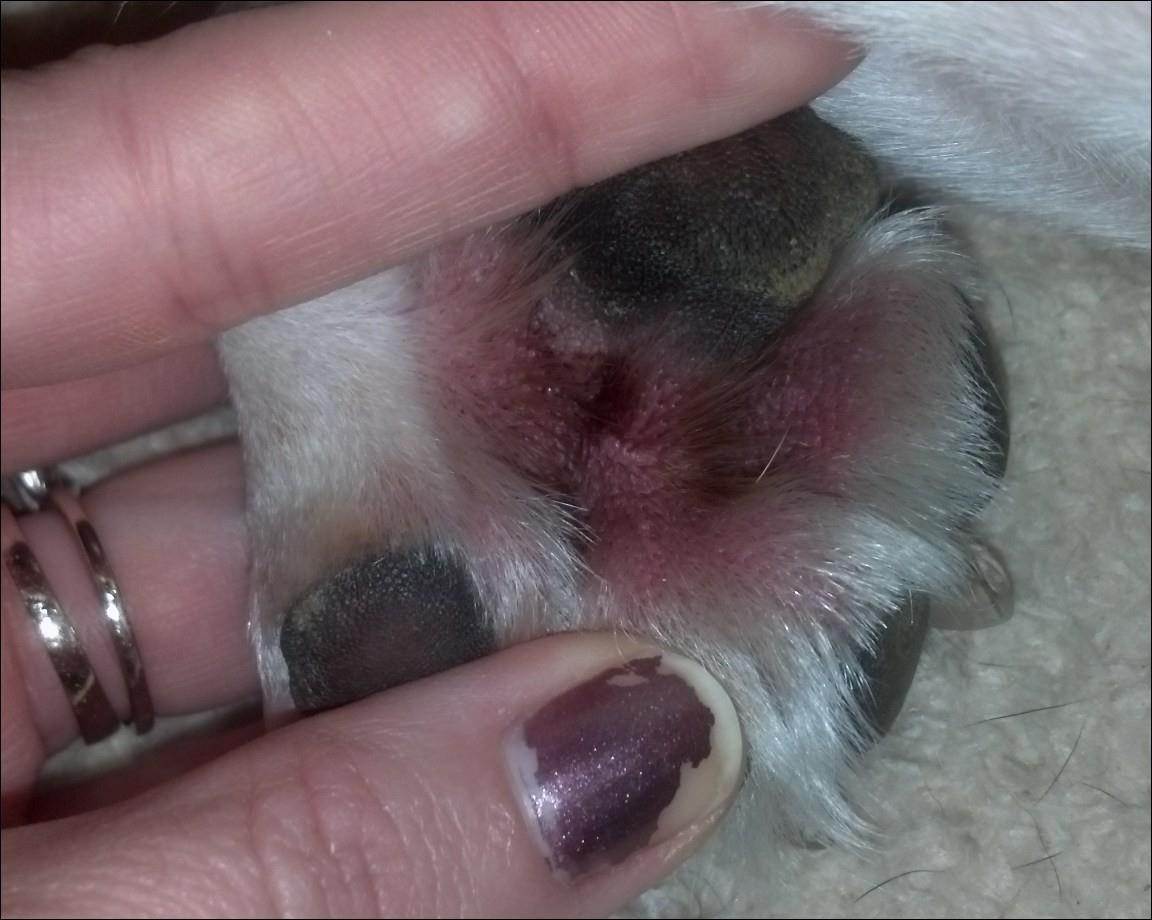 Yeast Infection In Dogs Paws