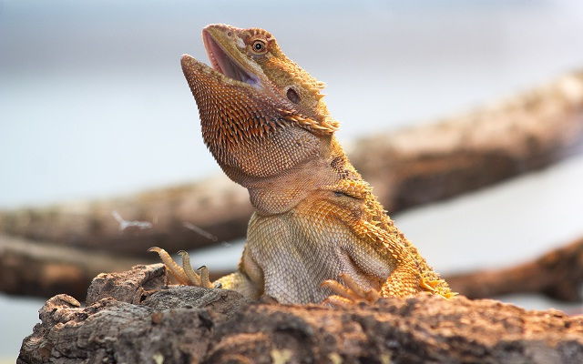Yellow Fungus in Bearded Dragons: Hereâs What You Need to ...